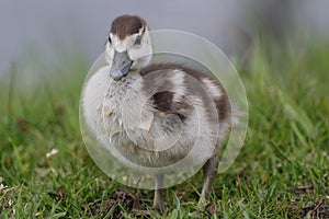 Egyptian goose duckling standing in the grass