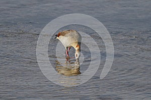 Egyptian goose eating algae