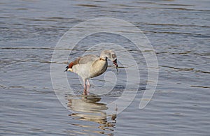 Egyptian goose eating algae