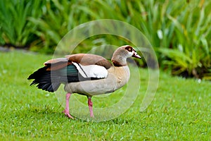 An Egyptian goose