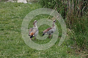 Egyptian goose on europen lake