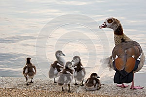 Egyptian Goose Family