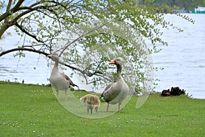 Egyptian goose family with cute goslings (Alopochen aegyptiaca) eating grass in the meadow