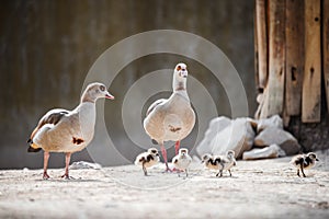 Egyptian goose family with ducklings