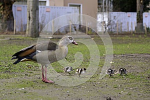 Egyptian goose family with many cute goslings Alopochen aegyptiaca eating grass in the meadow. Young chicks protected by mother