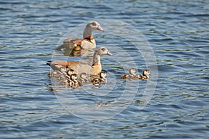 An Egyptian goose family with seven offsprings photo
