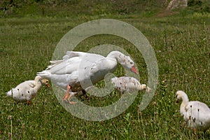 Egyptian goose family in the wild. The female, male and goslings of the Egyptian goose are resting in the grass. Adult