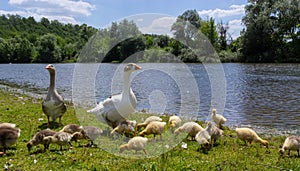 Egyptian goose family in the wild. The female, male and goslings of the Egyptian goose are resting in the grass. Adult goose with