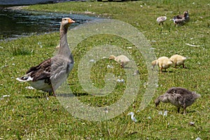 Egyptian goose family in the wild. The female, male and goslings of the Egyptian goose are resting in the grass. Adult goose with