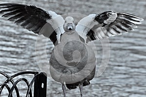 An Egyptian goose on a fence