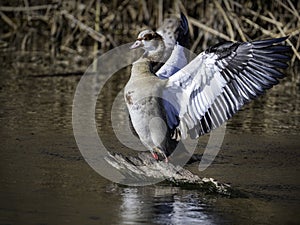 Egyptian goose flapping its wings.