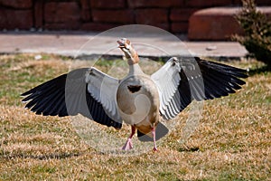 Egyptian goose flapping its wings seen from the front