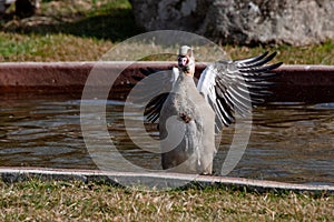 Egyptian goose flapping its wings seen from the front