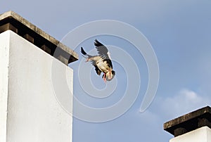 A Egyptian goose flying from one to another