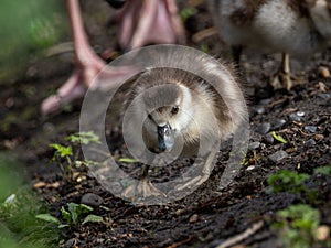 Egyptian Goose Gosling Foraging with Parent Bird Feet in Background