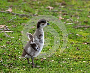 Egyptian Goose Gosling Standing Tall and Flapping Wings