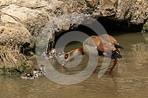 An Egyptian Goose and Goslings