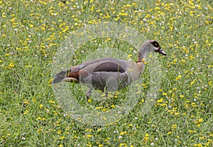 Egyptian Goose in Green Field with Yellow Flowers