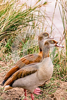 Egyptian Goose head Alopochen aegyptiacus In Maasai Mara National Game Reserve Park In Narok County