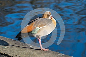 Egyptian Goose at Hyde Park, London, UK