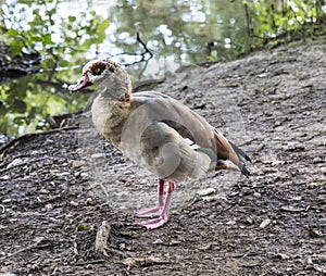 Egyptian Goose at Keg Pool, Etherow Country Park, Cheshire