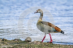 Egyptian Goose in Kruger National park, South Africa