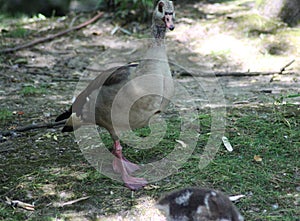 Egyptian goose