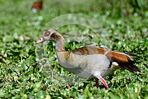 Egyptian goose, Lake Naivasha, Kenya