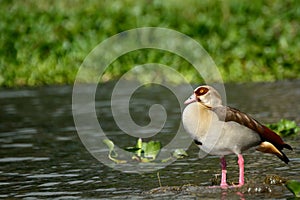 Egyptian goose, Lake Naivasha, Kenya