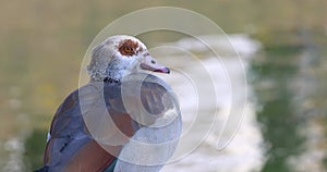 Egyptian Goose by the lake shore in Netherlands, looking around with worry