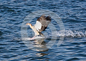 Egyptian Goose Landing