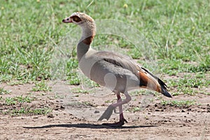 Egyptian goose in Masai Mara National Reserve