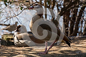 The Egyptian goose is a member of the duck, goose, and swan family Anatidae.