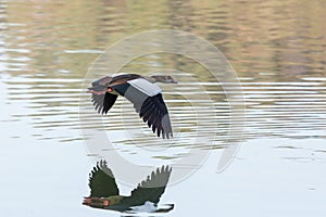 Egyptian Goose in mid flight