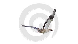 Egyptian Goose in mid flight