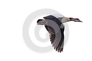 Egyptian Goose in mid flight