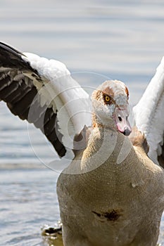 Egyptian goose. Nile valley bird considered sacred by the anciant Egyptians.