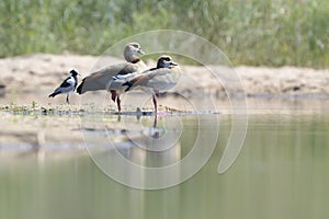 Egyptian goose relaxing on river edge
