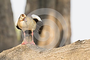 Egyptian goose resting on log