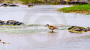 Egyptian Goose in the Sabie River