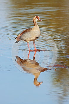 Egyptian goose in shallow water