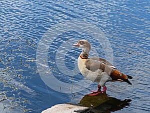 Egyptian Goose Singing in a Florida Pond