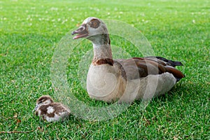 The Egyptian goose sits on green grass with little gosling. Alopochen aegyptiaca portrait