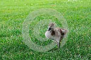 The Egyptian goose sits on green grass with little gosling. Alopochen aegyptiaca portrait