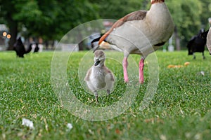 The Egyptian goose sits on green grass with little gosling. Alopochen aegyptiaca portrait
