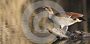 Egyptian Goose sitting on a log at the edge of a pond