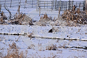 Egyptian goose on snow covered swamp land next to cattle fences