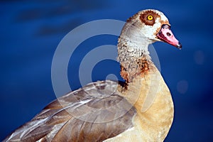 An Egyptian goose standing by a lake with head cocked