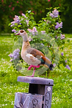 Egyptian goose standing on one leg on the trush can in the park photo