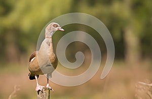 Egyptian goose standing on a pole.